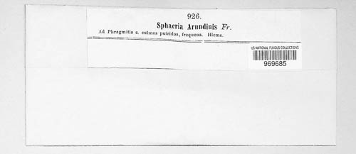 Sigarispora arundinis image